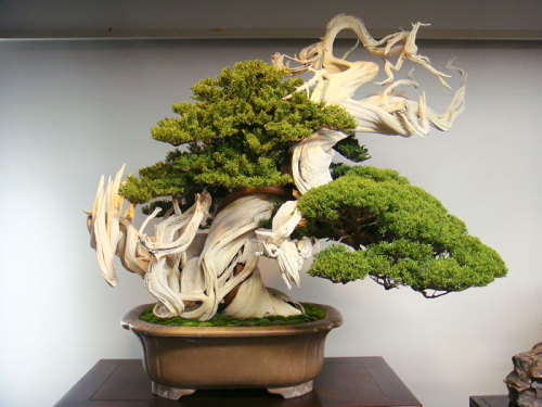 dalishelfblood: bi-badass-geek: The Most Beautiful Bonsai Trees Ever. I Just died.m…. I&rsquo