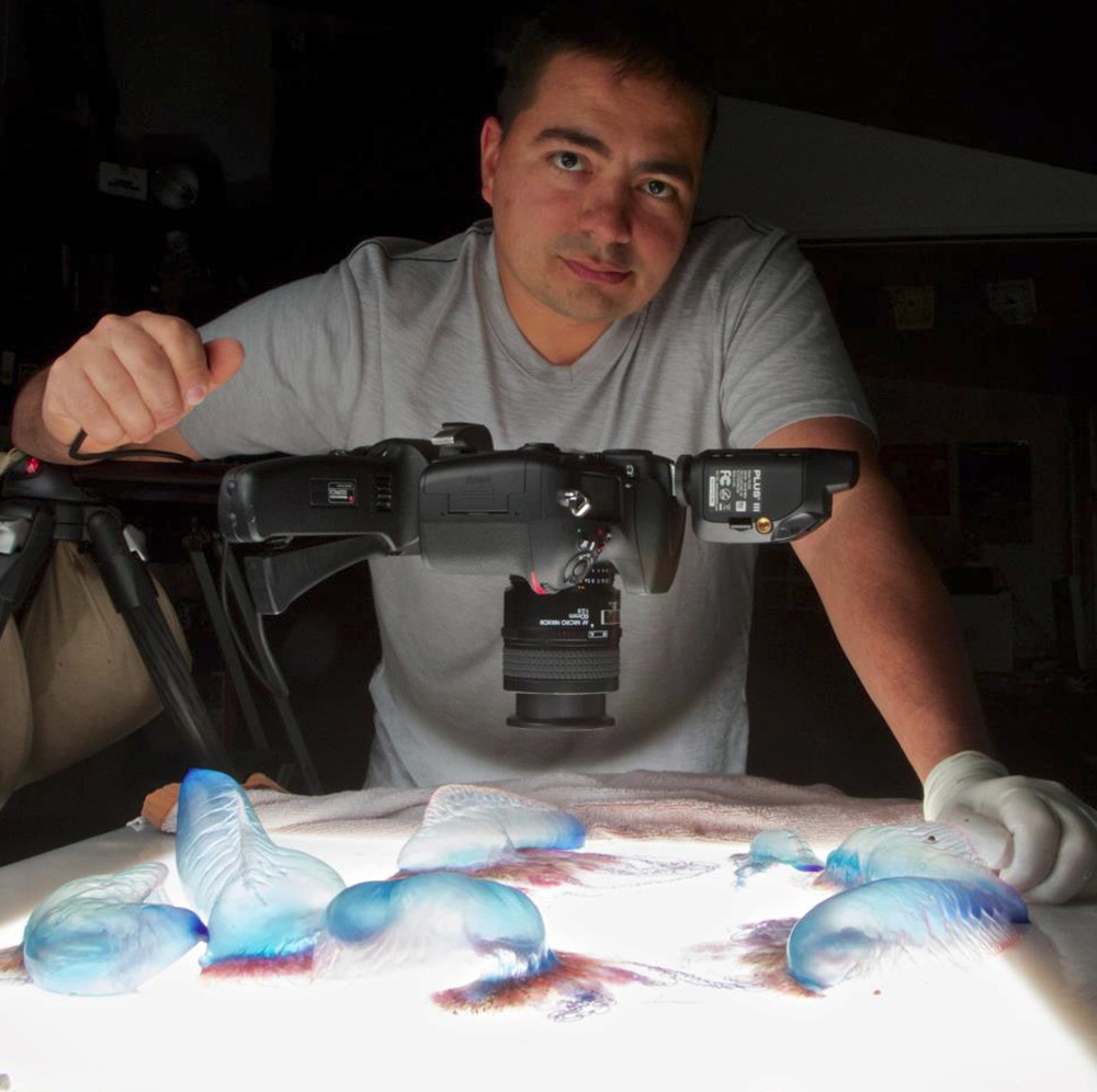 scienceyoucanlove:  Portuguese Man-of-War The Portuguese Man-of-War is a jelly-like