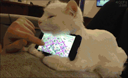 4gifs:  Cat-warming smartphone cradle. [video]