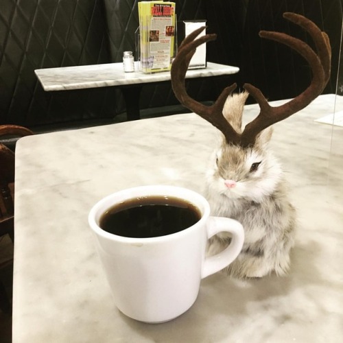 we got 5 cent coffee and a jackalope at wall drug