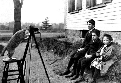 Chat photographe, 1909.