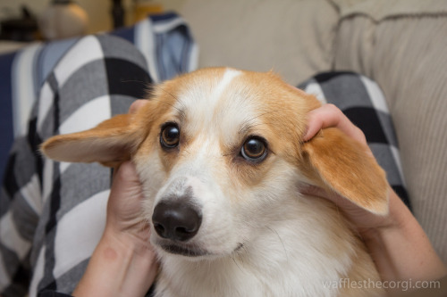 wafflesthecorgi:The Faces of Waffles The Corgi:ChipmunkBeaglePirateHappy YawnLambSquishy FaceRabbitL