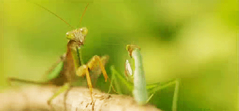 just-for-grins:  Long lived the king  Mantis of kung fu panda