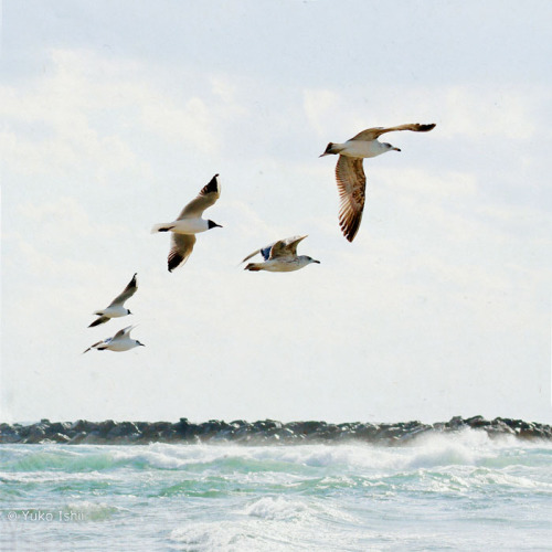  Summer Waves and Birdsmixed media photography, wax on wood panel © Yuko Ishii Available only on art