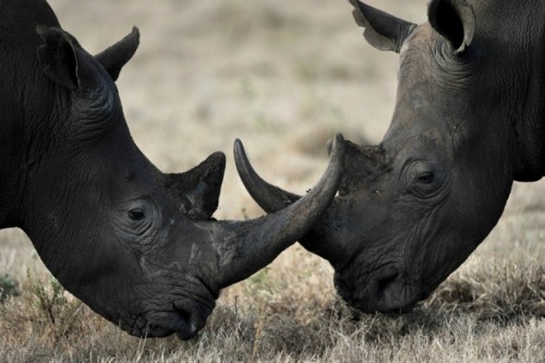 Endangered black rhino found dead, horns missing in Maasai MaraBy Lisa Kamau via Citizen Digital An 