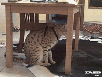 Animated GIFs