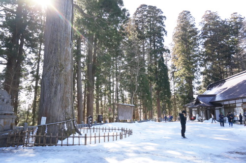 戸隠神社、奥社は雪深く行けませんでした…。美味しいお蕎麦食べて日光浴。2020.3