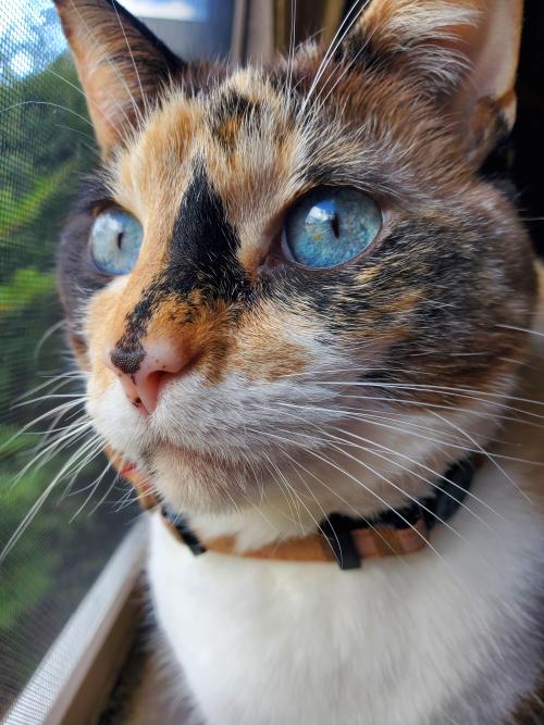 dashingapostate:Star has such beautiful eyes