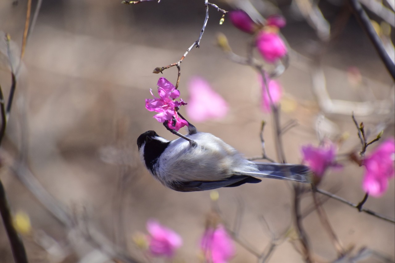 Porn way-out-there:Stopping by Botanical Gardens photos