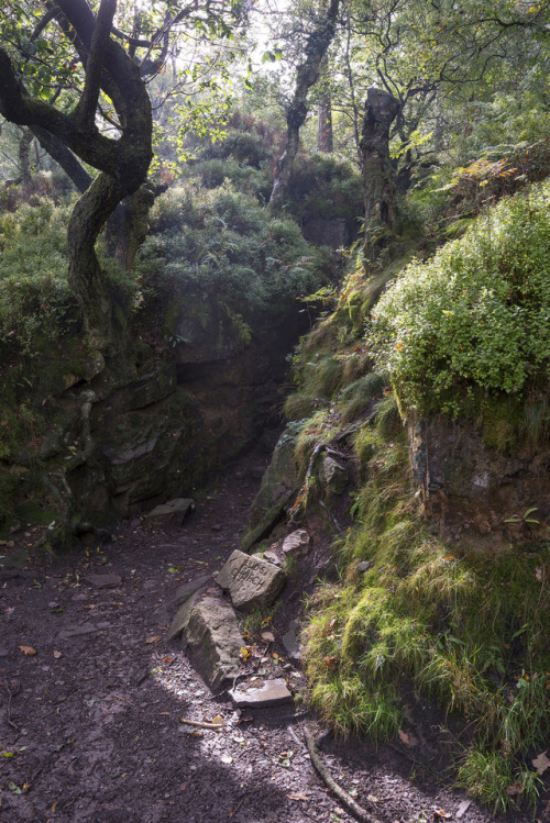 90377:Luds Church, Gradbach, Staffordshire by Andrew Kearton calendars | prints | gettyimages | alam