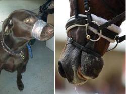 banallequinesports:  Someone went to prison  for doing this to a dog, yet in the equestrian world this is considered “normal” and standard practice. This is speciesism and most of all human utter “blindness”  to the horror of the torture gadgets