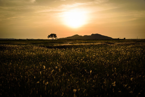 Flowering cogongrass at Ueumdo and Hyeongdo, Hwaseong, Gyeonggi-do.