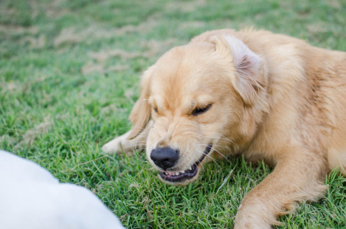 sidetongue:he can. only hold an angry face for .02 of a second 