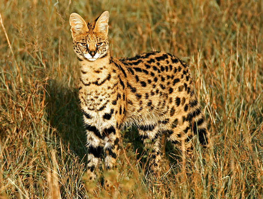 tumblunni:  awesome-picz:    Rare Wild Cat Species You Probably Didn’t Know Exist.