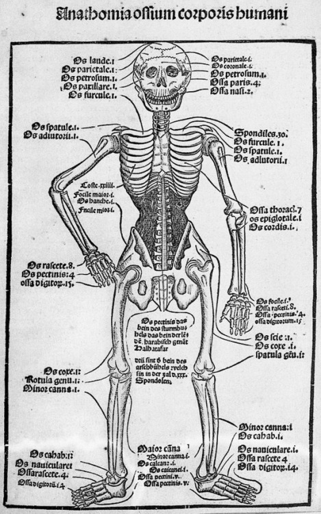 medievalengravings:  Anathomia ossium corporis humani, by Jean Grüninger. (1497) 