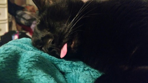 Lil pink tongue(submitted by @17mmc123)