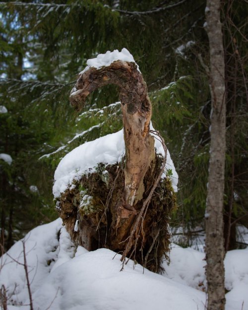 voiceofnature: A mossy fairytale from the Norwegian woods. 