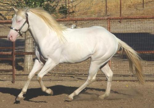 Morgan Dun N StoneThe Stone Cutter x Take Care of MorganQuarter Horse, Stallion15.1hhBorn 2008