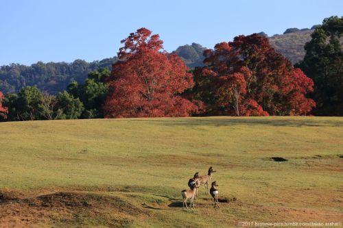 ‘21.11.3 鷺池、飛火野、春日大社参道にて陽もしっかり上がってきて、ようやく鷺池から移動。飛火野経由でいつもの春日さん参道へ。秋の空気を感じながらとことこ歩きます。