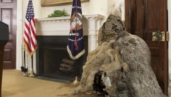 theonion: Steve Bannon Mixes Discarded Climate Change Report With Saliva To Build Final Wall Of Nest WASHINGTON—Revealing that the president’s chief strategist had been observed scuttling around the residence to gather materials, White House aide