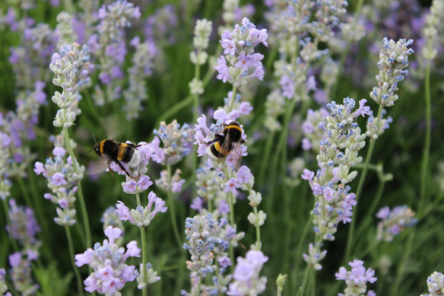 elkinei: bumblebees love lavender