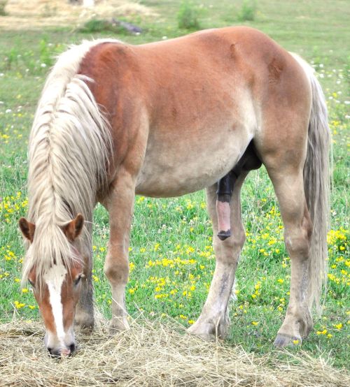 gorgeousstallions:Grazin’ and hangin’. Just hang that in my mouth !