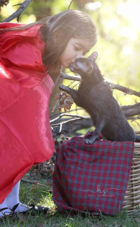 catsbeaversandducks:Little Red Riding Hood and the Little Bad Werecat“Had a photoshoot with my littl