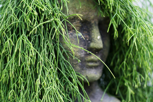 itscolossal:  Y’know, plant hair. 