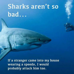 srsfunny:  Sharks Aren’t So Bad After Allhttp://srsfunny.tumblr.com/