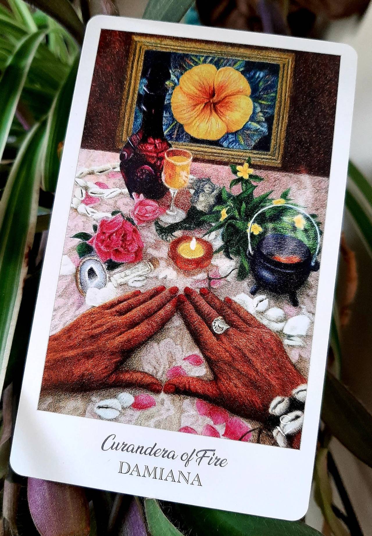 Card for Wednesday, May 11th, 2022Curandera of Fire
paired with 
Damiana (Tunera diffusa)The Suit of Fire, equated with Wands or Batons in other decks, is considered the realm  of action. Here we see that heat can be used to both incite and heal. The herbs chosen for this Suit are spicy, fiery, intense. Typically not used as tonics, these herbs are most often employed in the moment or added in small amounts to formulations as activators, transformed through alchemical processes to release their heat.In The Herbcrafter’s Tarot, the charge of “King” has been given to the Curanderas - the Healers - of each Suit. These cards depict age-old, traditional herbs with a long legacy of healing, carrying to us the wisdom of our Elders. We are told that the Curanderas represent faith in the mysterious and call to us, softly but insistently, to have curiosity about an outcome. The Curanderas, as their suit placement dictates, are also the Keepers of their chosen Elements. They are Guides who offer us the gift of Generational Wisdom, showing us how to preserve and protect that which we value in this life.In addition, the Curandera or King of each Suit represents the culmination, the final authority, of that Suit or Element. Kings, as their position suggests, have learned through experience how to set and respect boundaries, how to exercise patience, how to best offer wisdom and support. King are the apex of integrity. The Curandera of Fire reminds us to love ourselves. With the triangle representing feminine power prominently displayed, we are being encouraged to connect with our feminine side. The Curandera of Fire is passionate about living what we love. We are being reminded to delight in ourselves today as we allow creativity and inspiration to direct our action. Damiana, spicy, warming, and bitter, is best known, historically, as a mild type of aphrodisiac.  Tracing its history back to the Guaycura and Aztec societies of Central and South America, Damiana was originally reserved primarily for ceremonial use. Damiana was also used in “love potions”, providing relief from self-consciousness. Rather than attempt to ensnare another, we do better in relationships when we feel good about ourselves. Damiana brings to us a sense of  self trust and self love. As a food, Damiana is mostly used in teas, liquors, infused honeys, and chocolates.Medicinally, Damiana is supportive to all genders, raises energy, gently supports libido, and is a restorative type of nervine, both calming and energizing. Damiana primarily nourishes the kidneys and adrenals, sometimes referred to as “the seat of sexual power”. Both traditionally and in modern medical studies Damiana has show to be effective in the treatment of bladder and urinary issues, depression, anxiety, “nervous” stomach and related ulcers, progesterone regulation, lowered libido, and as an anti hyperglycemic, lowering blood glucose.Today’s card reminds us to reclaim our power through the love of self. Make lifting yourself up a radical act as you find ways honor yourself for being you. This is not an exercise to be taken lightly, as many of us do still struggle, whether through life experience or old imprinting, with identifying the good within ourselves, but, talent and beauty live within each of us. Take a break from outer concerns today as you uncover that spark within yourself and kindle those flames again. We each have value, we each carry a purpose. Even if we think the list of our shortcomings and failings is long, set that aside for now and shine a spotlight on the beauty that is you. Make gratitude of the self a love ritual as you own your power. Even the smallest flash brings balance to the darkness. Whether your gifts are rooted in Shadow or Light, they are there. Embrace you today. As the Universe keeps telling us, it is time.A WORD OF CAUTION: Damiana does have a mild laxative effect on some. There are no definitive studies regarding Damania’s effects upon female hormones so it is recommended to avoid during pregnancy. NEVER stop taking any prescribed mental health medications in favor of herbal treatments without the guidance of a qualified practitioner.————————————*Information shared on herbs and their historical or traditional uses is for point-of-interest only. None of the above is meant to diagnosis, treat, or cure any health imbalance.*Tarot deck : The Herbcrafter’s Tarot written by Latisha Guthrie, Artwork by Joanna Powell Colbert
This Interpretation by Teri “Cricket” Heinichen Owens, RN, BSN, MS #tarot#tarotdaily#tarotoftheday#taroteveryday#tarotdailydraw#tarotoftumblr#tarotofinstagram#tarotcommunity#tarottribe#tarotscope#dailytarot#dailytarotdraw#dailytarotreading#dailytarotcard#herbalmedicine#herbaltarot#midwestherbschool