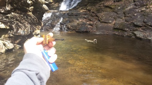 fresh bowl, hidden waterfall, happy dog… wildhog creek chattahoochee national forest