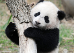 giantpandaphotos:  Bao Bao at the National