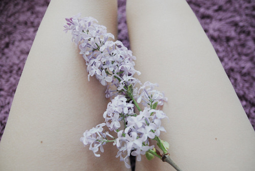 coldemi:  lilac by .joanna.galuszka. on Flickr.
