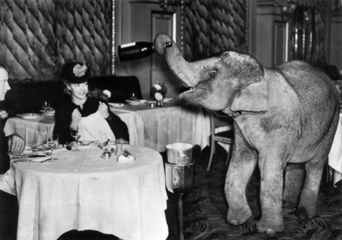 Comet, an elephant from Chessington Zoo spends the weekend as a waiter at the Trocadero