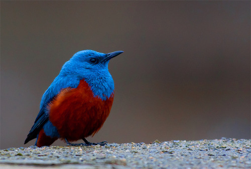 fairy-wren: Blue Rock Thrush. Photo by globetrotting