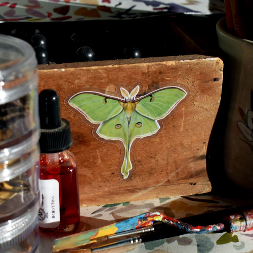 Luna Moth Stickers! They’re back in stock in my Etsy shop, this time with a clear border.  Pri