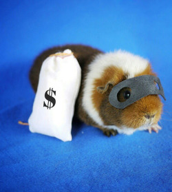 guineapiggies:  (via Your life needs Fuzzberta the guinea pig) 