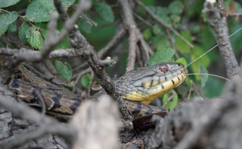 I took my zoom lens out kayaking this week. I need more practice shooting with it, but I was pretty 