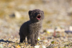 lookfar:  Arctic Fox pup calling (by High Arctic Institute) 