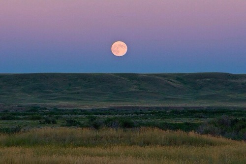 nmrm:  Grasslands National Park, Saskatchewan, Canada.