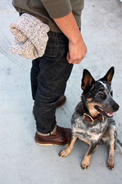 becomingroux:  Nothing more swoon-worthy than a knit hat and a pup. 