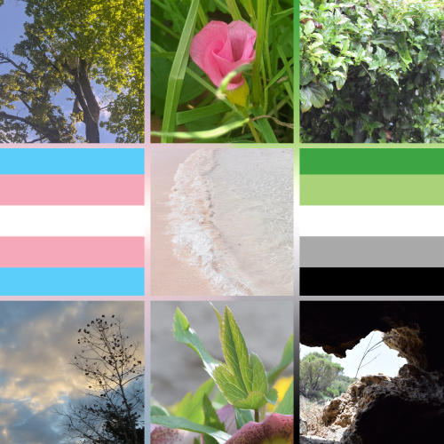 Trans aro moodboard! for the trans aromantics of the world!All images used are my own, please credit