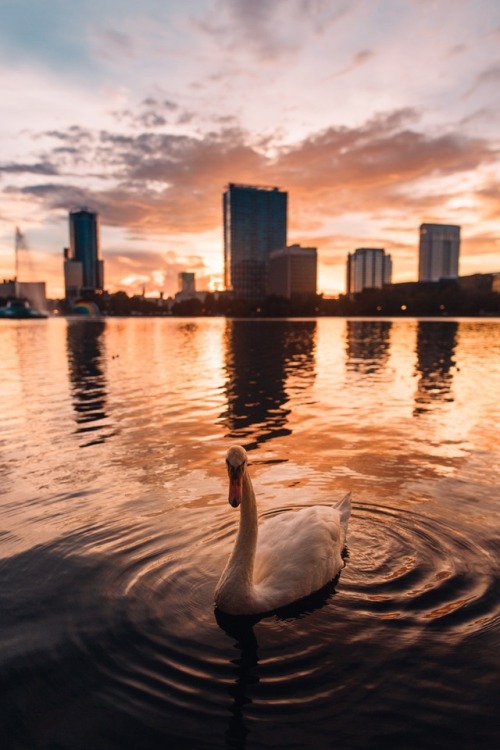 red4shinigami:Lake Eola, Orlando Florida Sunset