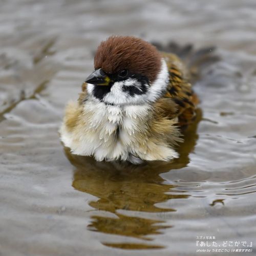 tokyosparrows:すずめ風呂 #スズメ界 #ちゅん活 #スズメ #sparrow #自然 #nature #写真 #photo #photography #東京 #tokyo #鳥 