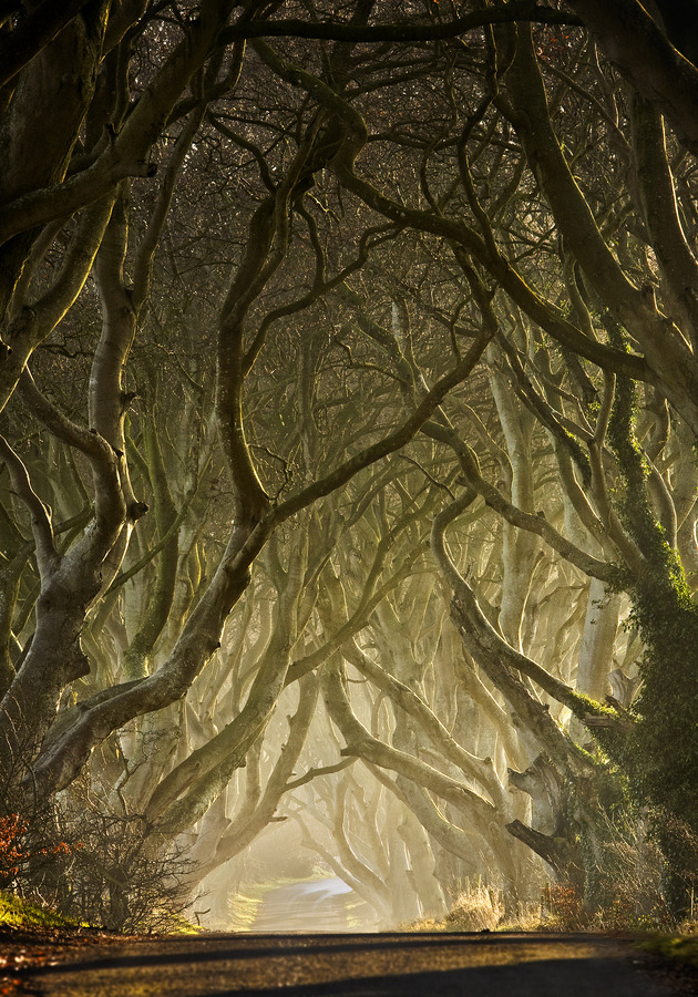 mymodernmet:  The Dark Hedges in County Antrim, Ireland is a beautifully eerie avenue