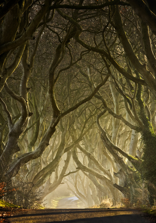 taktophoto:  The Dark Hedges Ireland’s Beautifully Eerie Tree-Lined Road 