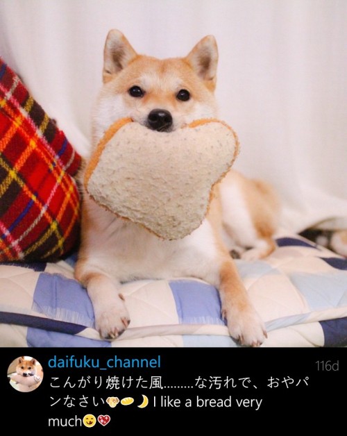 muddy-mons:  mustardtigress:  I love bread just as much as Daifuku!!  apieceofbread 