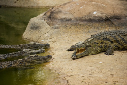 thepredatorblog:  Three Nile crocodiles listening to another crocodile (by bradleyvdw)