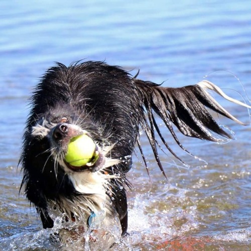 Quinn is in full party mode at the beach today. Happy 4th #beach #dogs_of_instagram #bordercolliesof