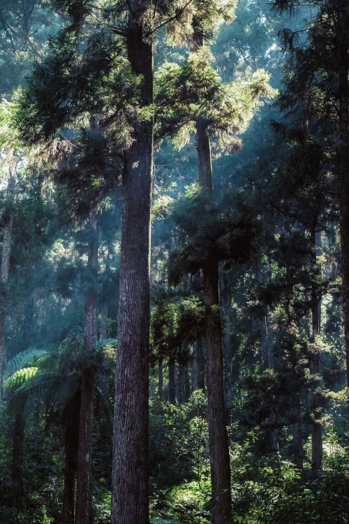porcvpine:Forest | Hanson Mao